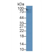 Western blot analysis of Human HeLa cell lysate, using Pig TFR Antibody (2 µg/ml) and HRP-conjugated Goat Anti-Rabbit antibody (<a href="https://www.abbexa.com/index.php?route=product/search&amp;search=abx400043" target="_blank">abx400043</a>, 0.2 µg/ml).