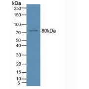 Western blot analysis of Mouse Brain Tissue.