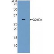 Western blot analysis of recombinant Human CA4.