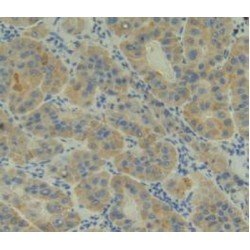 Complement C2 (C2) Antibody