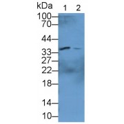 Western blot analysis of (1) Human Liver, and (2) Rat Kidney tissue, using Rabbit Anti-Human CRYL1 Antibody (3 µg/ml) and HRP-conjugated Goat Anti-Rabbit antibody (<a href="https://www.abbexa.com/index.php?route=product/search&amp;search=abx400043" target="_blank">abx400043</a>, 0.2 µg/ml).