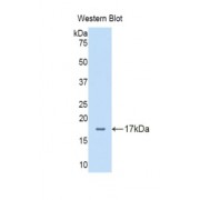 Western blot analysis of recombinant rat dLL4.