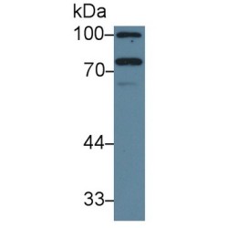 Iduronate-2-Sulfatase (IDS) Antibody