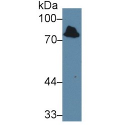 Iduronate-2-Sulfatase (IDS) Antibody