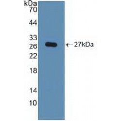 Karyopherin Alpha 2 (KPNa2) Antibody