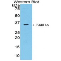 Nucleoporin 205 kDa (NUP205) Antibody