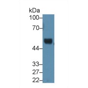 Western blot analysis of Mouse Cerebellum lysate, using Mouse RI Antibody (1.5 µg/ml) and HRP-conjugated Goat Anti-Rabbit antibody (<a href="https://www.abbexa.com/index.php?route=product/search&amp;search=abx400043" target="_blank">abx400043</a>, 0.2 µg/ml).