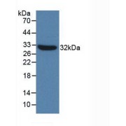 abx102068