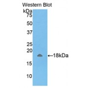 Western blot analysis of recombinant Human AMELX Protein.