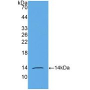 Western blot analysis of recombinant Human AMH.