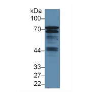 Western blot analysis of Mouse Spleen lysate, using Human BLNK Antibody (1.5 µg/ml) and HRP-conjugated Goat Anti-Rabbit antibody (<a href="https://www.abbexa.com/index.php?route=product/search&amp;search=abx400043" target="_blank">abx400043</a>, 0.2 µg/ml).
