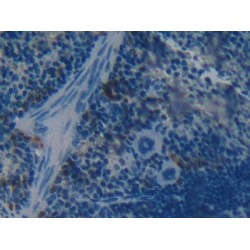 Brother of CDO Homolog (BOC) Antibody