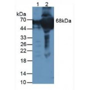 Western blot analysis of (1) Human HepG2 Cells and (2) Human Serum.