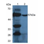 Western blot analysis of (1) Mouse Liver Tissue and (2) Mouse Liver Tissue.