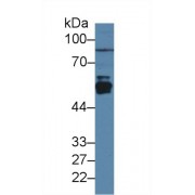 Western blot analysis of Rat Liver lysate, using Rat CYP2E1 Antibody (3 µg/ml) and HRP-conjugated Goat Anti-Rabbit antibody (<a href="https://www.abbexa.com/index.php?route=product/search&amp;search=abx400043" target="_blank">abx400043</a>, 0.2 µg/ml).