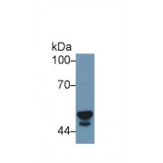 Western blot analysis of Human Liver lysate, using Human CYP3A7 Antibody (1 µg/ml) and HRP-conjugated Goat Anti-Rabbit antibody (<a href="https://www.abbexa.com/index.php?route=product/search&amp;search=abx400043" target="_blank">abx400043</a>, 0.2 µg/ml).