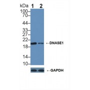 Western blot analysis of (1) Wild-type 293T cell lysate, and (2) DNASE1 knockout 293T cell lysate, using Rabbit Anti-Human DNASE1 Antibody (2 µg/ml) and HRP-conjugated Goat Anti-Mouse antibody (<a href="https://www.abbexa.com/index.php?route=product/search&amp;search=abx400001" target="_blank">abx400001</a>, 0.2 µg/ml).