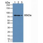 Western blot analysis of (1) Human A549 Cells, (2) Mouse Lung Tissue and (3) Mouse Spleen Tissue.