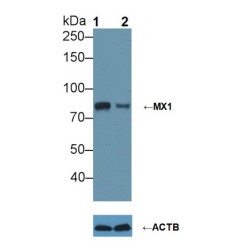 Interferon-Induced GTP-Binding Protein Mx1 (MX1) Antibody