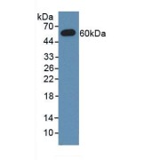 Western blot analysis of recombinant Mouse MX1.