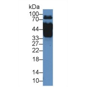 Western blot analysis of Rat Serum, using Rat MX1 Antibody (2 µg/ml) and HRP-conjugated Goat Anti-Rabbit antibody (<a href="https://www.abbexa.com/index.php?route=product/search&amp;search=abx400043" target="_blank">abx400043</a>, 0.2 µg/ml).