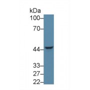 Western blot analysis of Human HepG2 cell lysate, using Mouse NPTX1 Antibody (5 µg/ml) and HRP-conjugated Goat Anti-Rabbit antibody (<a href="https://www.abbexa.com/index.php?route=product/search&amp;search=abx400043" target="_blank">abx400043</a>, 0.2 µg/ml).