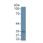 Western blot analysis of Rat Brain lysate, using Human PST Antibody (2 µg/ml) and HRP-conjugated Goat Anti-Rabbit antibody (<a href="https://www.abbexa.com/index.php?route=product/search&amp;search=abx400043" target="_blank">abx400043</a>, 0.2 µg/ml).
