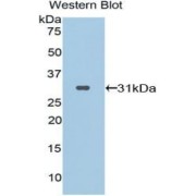 Western blot analysis of the recombinant protein.