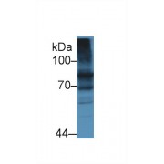 Western blot analysis of Mouse Liver lysate, using Human TFR2 Antibody (5 µg/ml) and HRP-conjugated Goat Anti-Rabbit antibody (<a href="https://www.abbexa.com/index.php?route=product/search&amp;search=abx400043" target="_blank">abx400043</a>, 0.2 µg/ml).