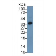 Western blot analysis of Human HepG2 cell lysate, using Human AGMAT Antibody (1 µg/ml) and HRP-conjugated Goat Anti-Rabbit antibody (<a href="https://www.abbexa.com/index.php?route=product/search&amp;search=abx400043" target="_blank">abx400043</a>, 0.2 µg/ml).
