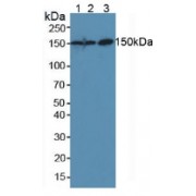 Western blot analysis of (1) Mouse Placenta Tissue, (2) Mouse Liver Tissue and (3) Human HeLa cells.