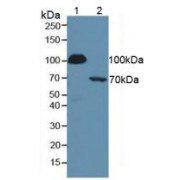 Western blot analysis of (1) Human Serum and (2) Mouse Liver Tissue.