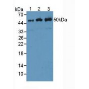 Western blot analysis of (1) Mouse Muscle Tissue, (2) Human Mcf7 Cells and (3) Human A549 Cells.