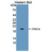 Western blot analysis of the recombinant protein.