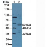 Western blot analysis of (1) Rat Serum and (2) Mouse Stomach Tissue.