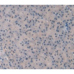 Hypoxia Up Regulated 1 (HYOU1) Antibody