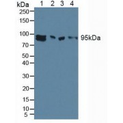 Western blot analysis of (1) Human MCF-7 Cells, (2) Human HEK293 Cells, (3) Mouse 3T3 Cells and (4) Mouse Brain Tissue.