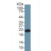 Western blot analysis of Mouse RAW264.7 cell lysate, using Mouse Bax Antibody (1 µg/ml) and HRP-conjugated Goat Anti-Rabbit antibody (<a href="https://www.abbexa.com/index.php?route=product/search&amp;search=abx400043" target="_blank">abx400043</a>, 0.2 µg/ml).