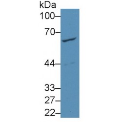 Glutamate Dehydrogenase 1 (GLUD1) Antibody
