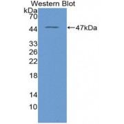 Western blot analysis of recombinant Human HTRA1.