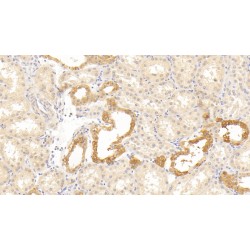 HtrA Serine Peptidase 1 (HTRA1) Antibody