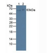 Western blot analysis of (1) Porcine Spleen Tissue and (2) Human K562 Cell.