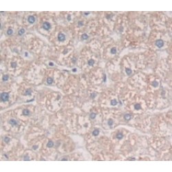 Interleukin 22 Receptor (IL22R) Antibody