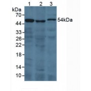 Western blot analysis of (1) Human 293T Cells, (2) Porcine Kidney Tissue and (3) Rat Serum.