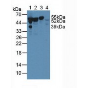 Western blot analysis of (1) Human Serum, (2) Human Liver Tissue, (3) Human Lung Tissue and (4) Mouse Testis Tissue.