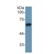 Western blot analysis of Mouse Testis lysate, using Mouse DBP Antibody (1 µg/ml) and HRP-conjugated Goat Anti-Rabbit antibody (<a href="https://www.abbexa.com/index.php?route=product/search&amp;search=abx400043" target="_blank">abx400043</a>, 0.2 µg/ml).