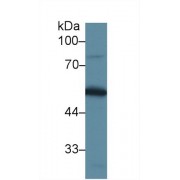 Western blot analysis of Mouse Testis lysate, using Mouse DBP Antibody (1 µg/ml) and HRP-conjugated Goat Anti-Rabbit antibody (<a href="https://www.abbexa.com/index.php?route=product/search&amp;search=abx400043" target="_blank">abx400043</a>, 0.2 µg/ml).