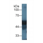 Western blot analysis of Rat Liver lysate, using Rat DBP Antibody (1 µg/ml) and HRP-conjugated Goat Anti-Rabbit antibody (<a href="https://www.abbexa.com/index.php?route=product/search&amp;search=abx400043" target="_blank">abx400043</a>, 0.2 µg/ml).