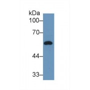 Western blot analysis of Rat Plasma, using Rat DBP Antibody (2 µg/ml) and HRP-conjugated Goat Anti-Rabbit antibody (<a href="https://www.abbexa.com/index.php?route=product/search&amp;search=abx400043" target="_blank">abx400043</a>, 0.2 µg/ml).