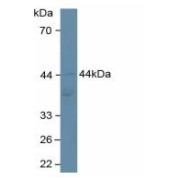 abx102503